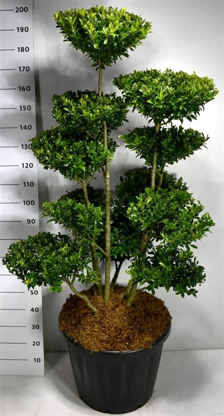 Ilex maximowicziana kanehirae - 125-150 CM Bonsai Cont.